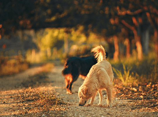 Golden Retriever puppy