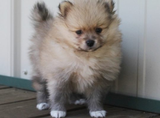 Pomeranian dragut si pufos