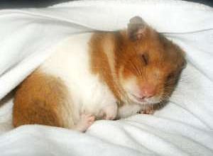 Vand hamster