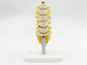 Coloana lombara cu osul sacral – miniatura (cod S19