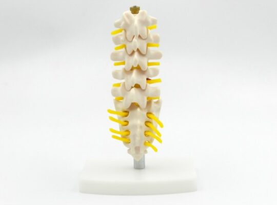 Coloana lombara cu osul sacral – miniatura (cod S19
