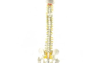 Coloana vertebrala cu pelvis si capete femurale – marime naturala (cod S23-1)