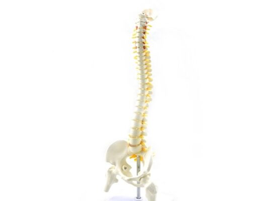 Coloana vertebrala cu pelvis si capete femurale – marime naturala (cod S23-1)
