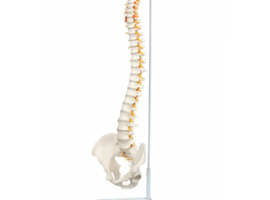 Coloana vertebrala cu pelvis – marime naturala (cod S23)
