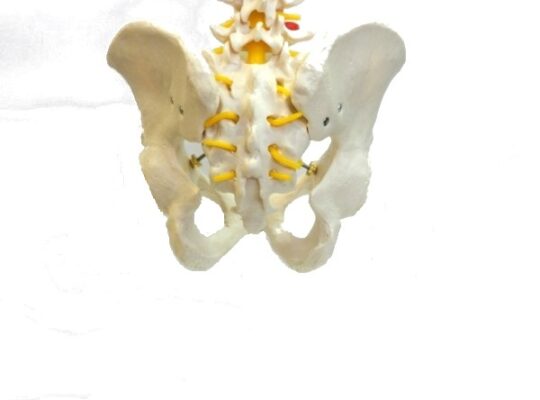 Coloana vertebrala cu pelvis – marime naturala (cod S23)