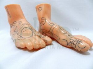 Model studiu reflexoterapie si masaj – picioare (cod S03)